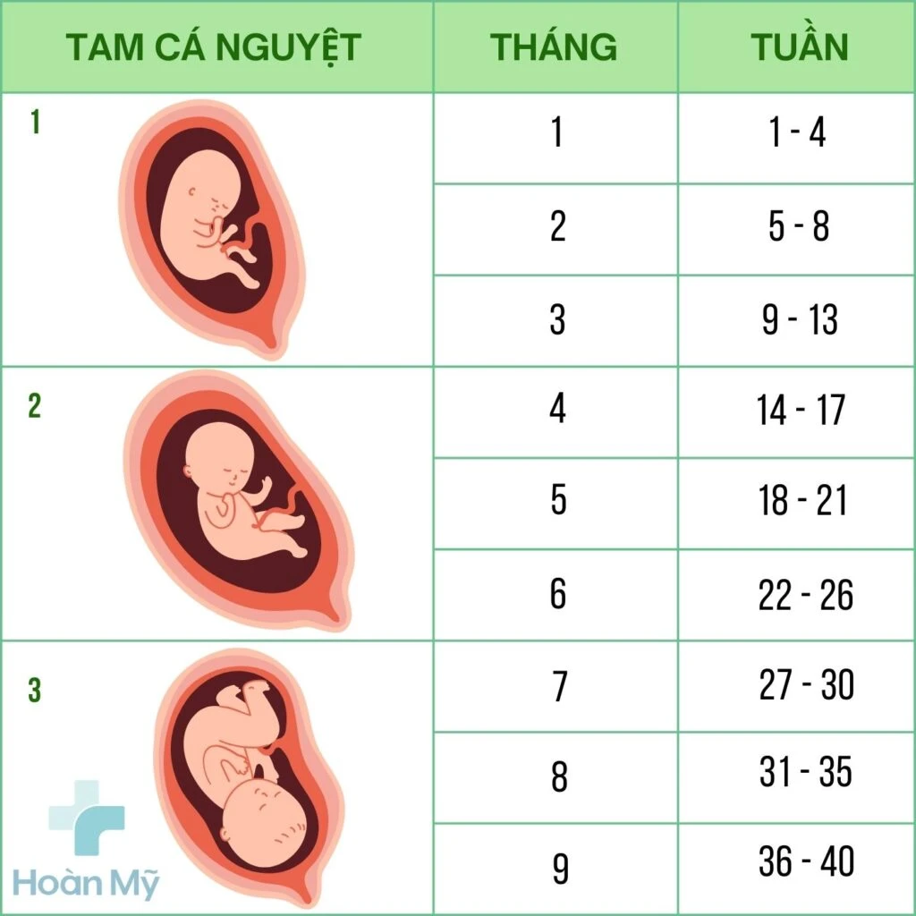 Các vấn đề cần lưu ý khi khám thai trong tam cá nguyệt thứ hai lịch chi tiết cho