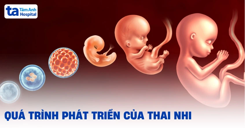 Tam cá nguyệt thứ nhất: sự phát triển ban đầu của thai nhi và những thay đổi mẹ diễn biến sức khỏe bé qua ba