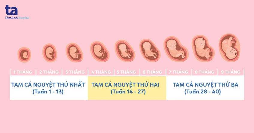 Biểu hiện sức khỏe mẹ ở tam cá nguyệt thứ nhất diễn biến và bé qua ba