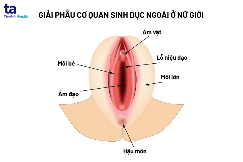 Triệu chứng viêm âm đạo mắc bệnh phụ khoa