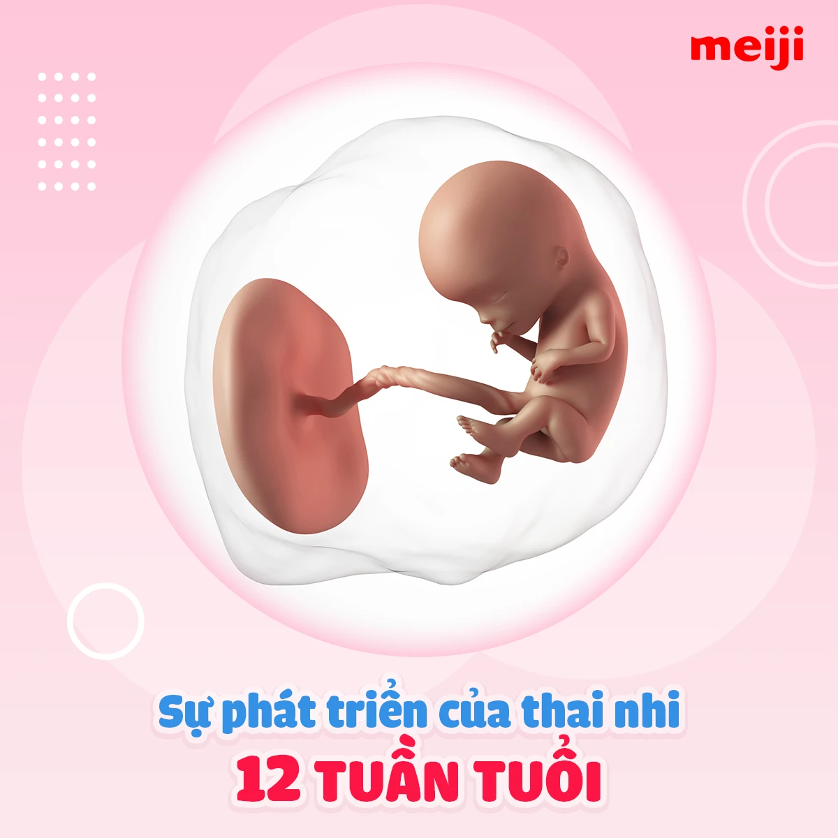 Sự phát triển của thai nhi trong 12 tuần đầu diễn biến sức khỏe mẹ và bé qua ba tam cá nguyệt